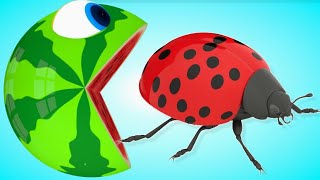 Pacman meets a Red Ladybug Pacman Watermelon rolling on farm as he find secret box | Pacman City