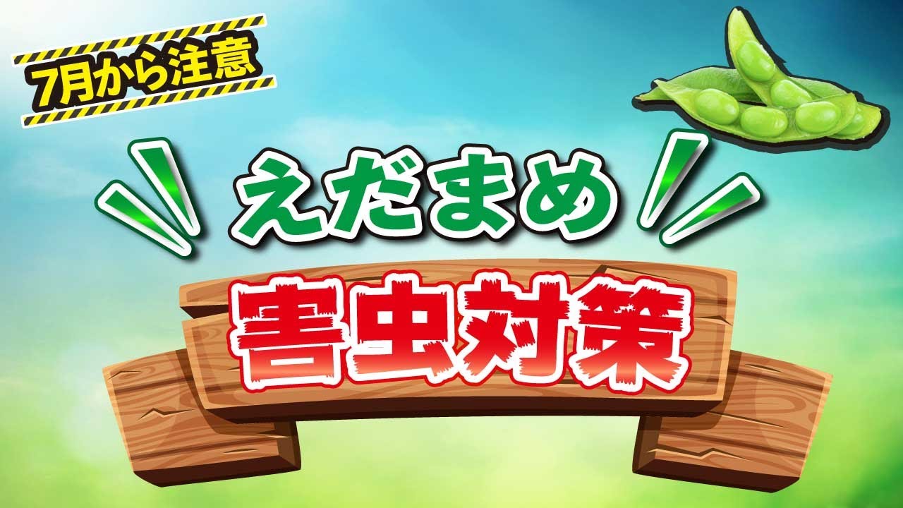 ７月から注意 枝豆の害虫対策 家庭菜園 かなりの確率で失敗しません Youtube