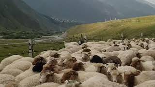 Стадо овец и козлов