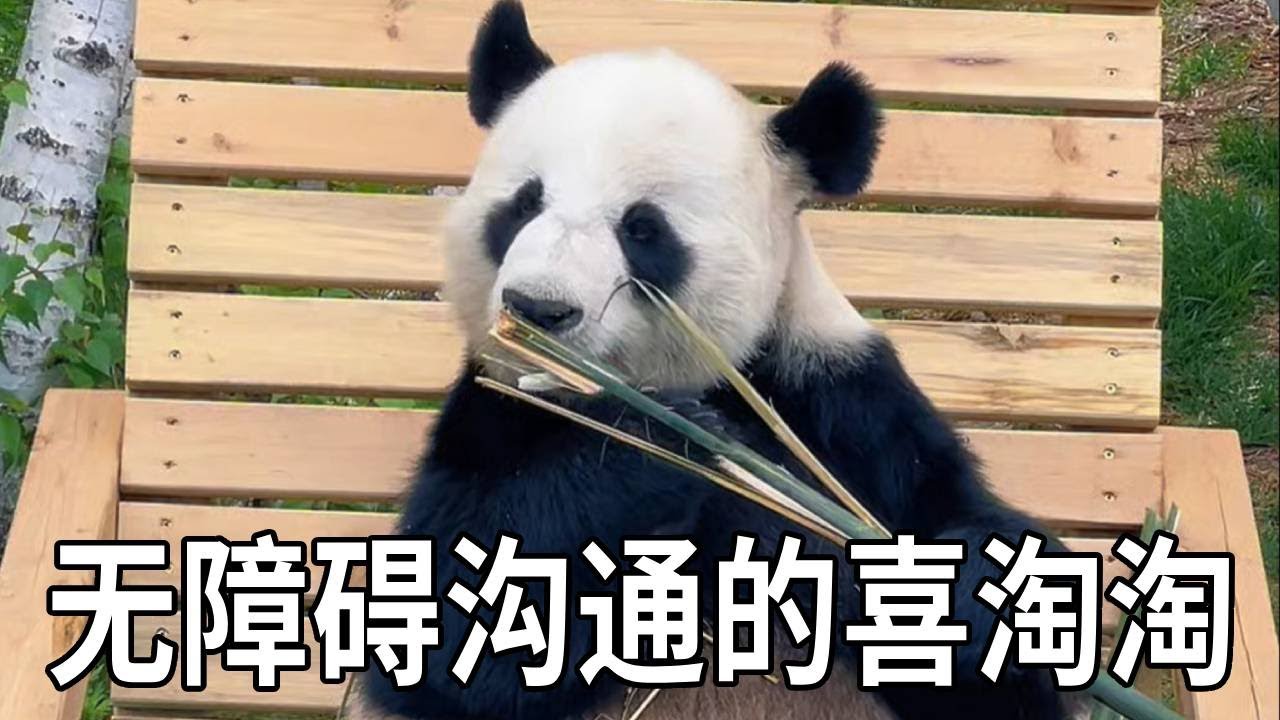 抗震小英雄喜淘淘，在一众大聪明中也是鹤立鸡群，可以和饲养员无障碍沟通太酷了【你好大熊猫】