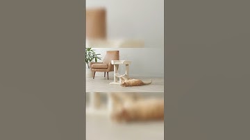 Amazon Basics Cat Tree with Platform, Scratching Posts | Buy From Description Link 🔗