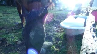 Horses Eating Apples Too