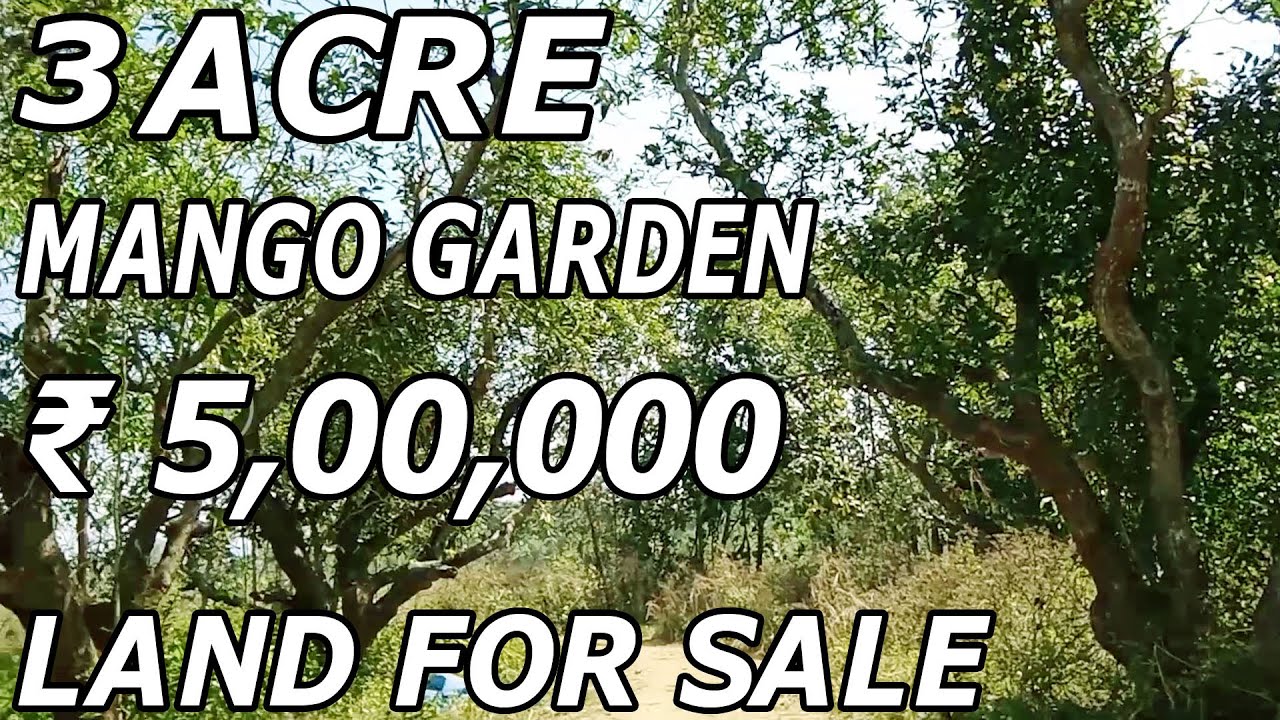 3 ACRE COMPACT MANGO FARMLAND FOR SALE | LOW COST GARDEN SALE ₹ 5,00,000 | PROPERTY FOR SALE