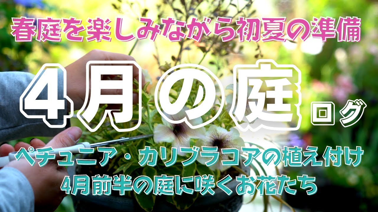 【春庭を楽しみながら初夏〜の準備】4月の庭ログ |ペチュニアの植え付け｜クリスマスローズの花茎切り｜ブルーベリーの植え付け｜4月前半の庭の様子