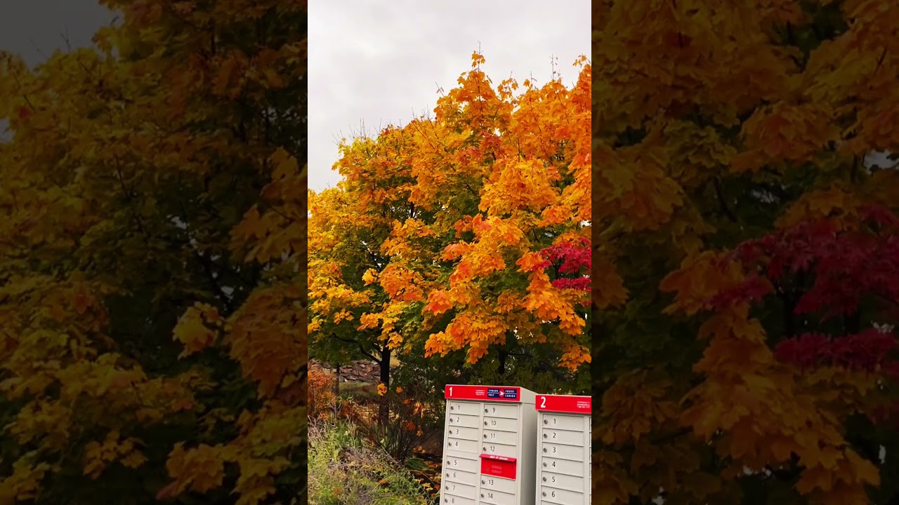 Autumn Season In Canada