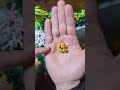 Lego Plant Tutorial (It's MAGIC!)