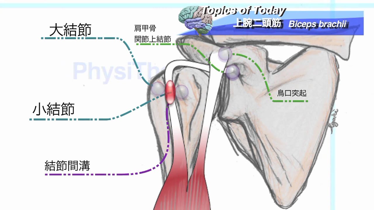解剖学 上腕二頭筋 Biceps Brachii 理学療法士による身体活動研究 Youtube