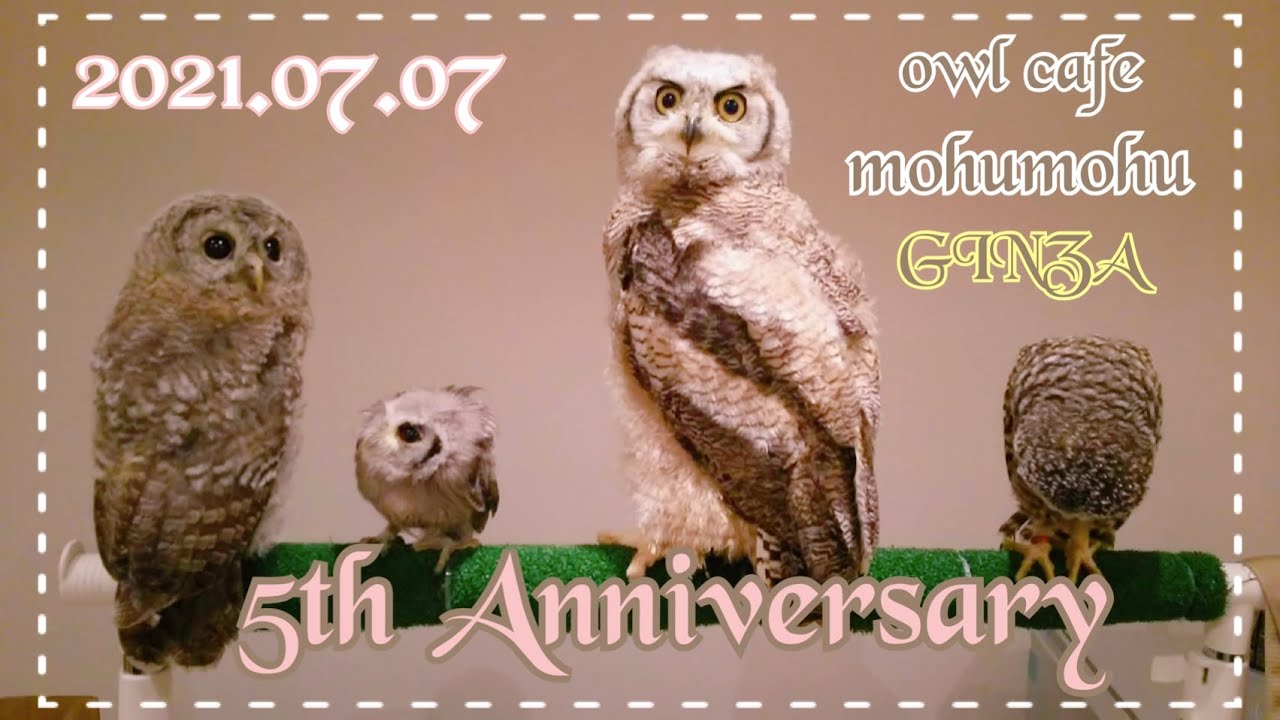フクロウカフェもふもふ銀座店5周年記念 owl cafe GINZA 5th