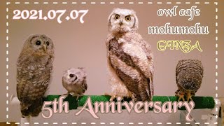 フクロウカフェもふもふ銀座店5周年記念 owl cafe GINZA 5th
