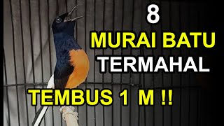 8 Harga Burung MURAI BATU TERMAHAL di Indonesia