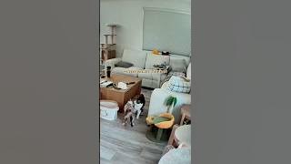 Svenanigans. #catcam #cat #catvideo #homecamera #catmom #catmomlife #catsbeingcats