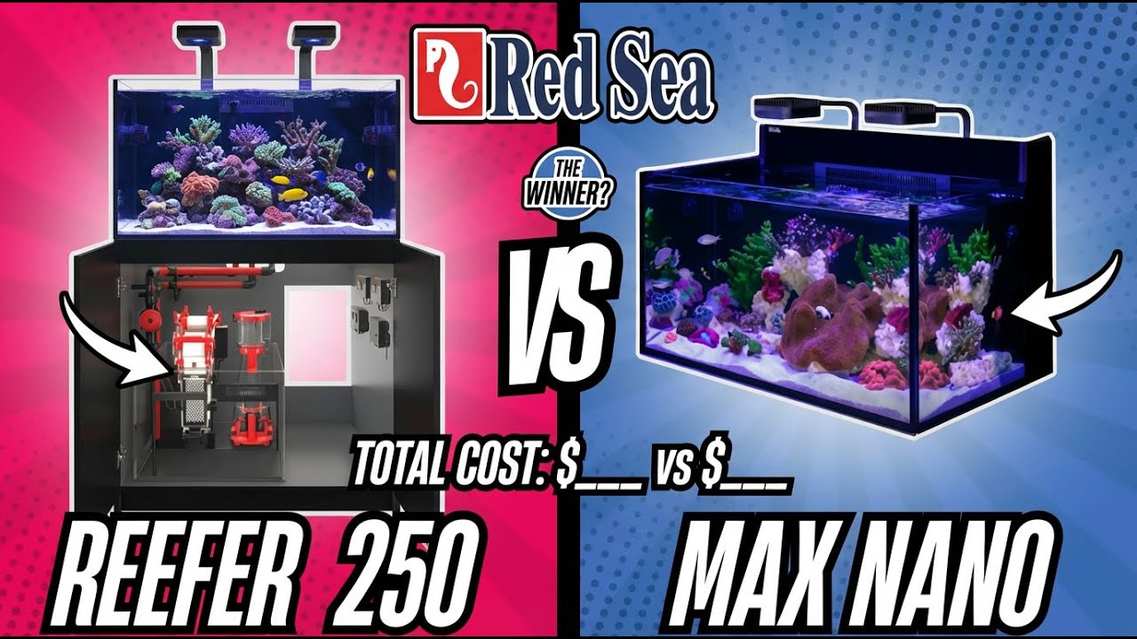 maxresdefault.jpg