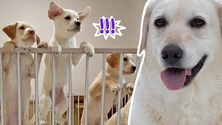Puppies react to a dog that looks like their mom! First meeting with Sonyeo
