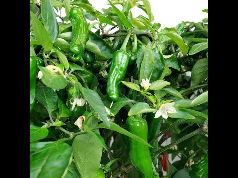 Follow up video on topping Shishito pepper plants YouTube