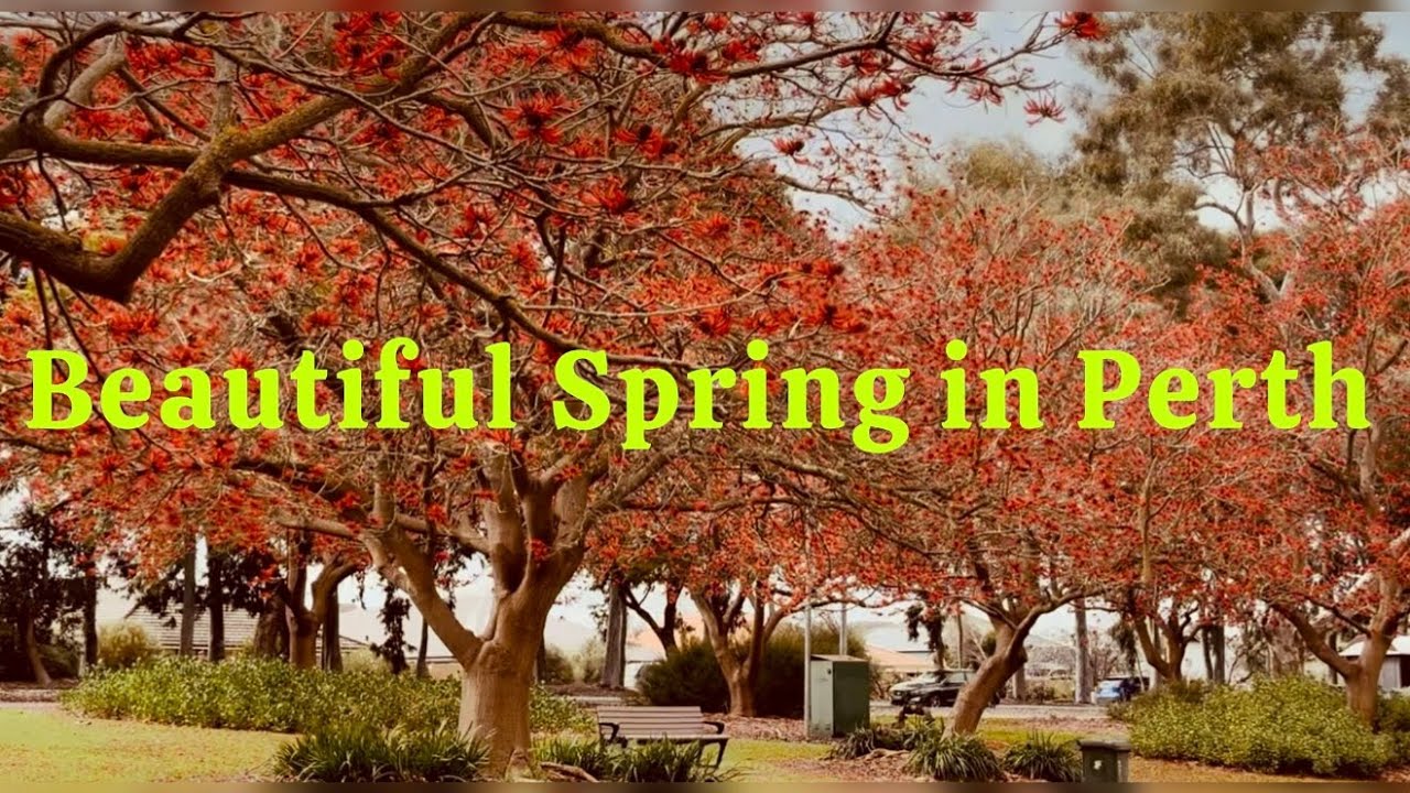 Spring Perth Beautiful Spring in Perth | Coral Trees | Perth Life and Living WA ...