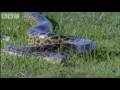Attenborough - Anaconda gives birth underwater - BBC wildlife