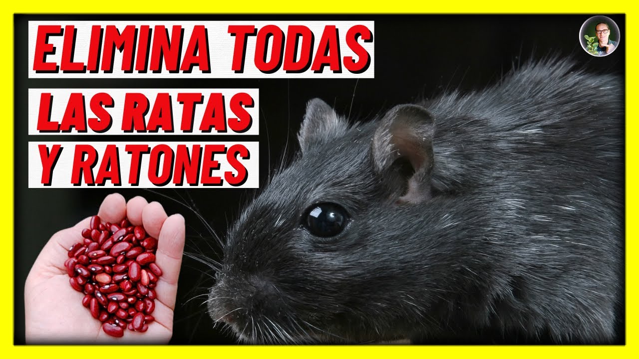 El trucazo para eliminar a ratas y ratones de tu casa con un solo  ingrediente de cocina – Enséñame de Ciencia