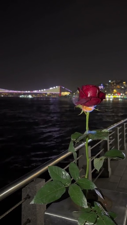 'Belki de yanlıştı doğrularım...🥀❤️‍🩹 Palestina Menangis - DJ Boqie Music 🎶#palestine#foryou#music