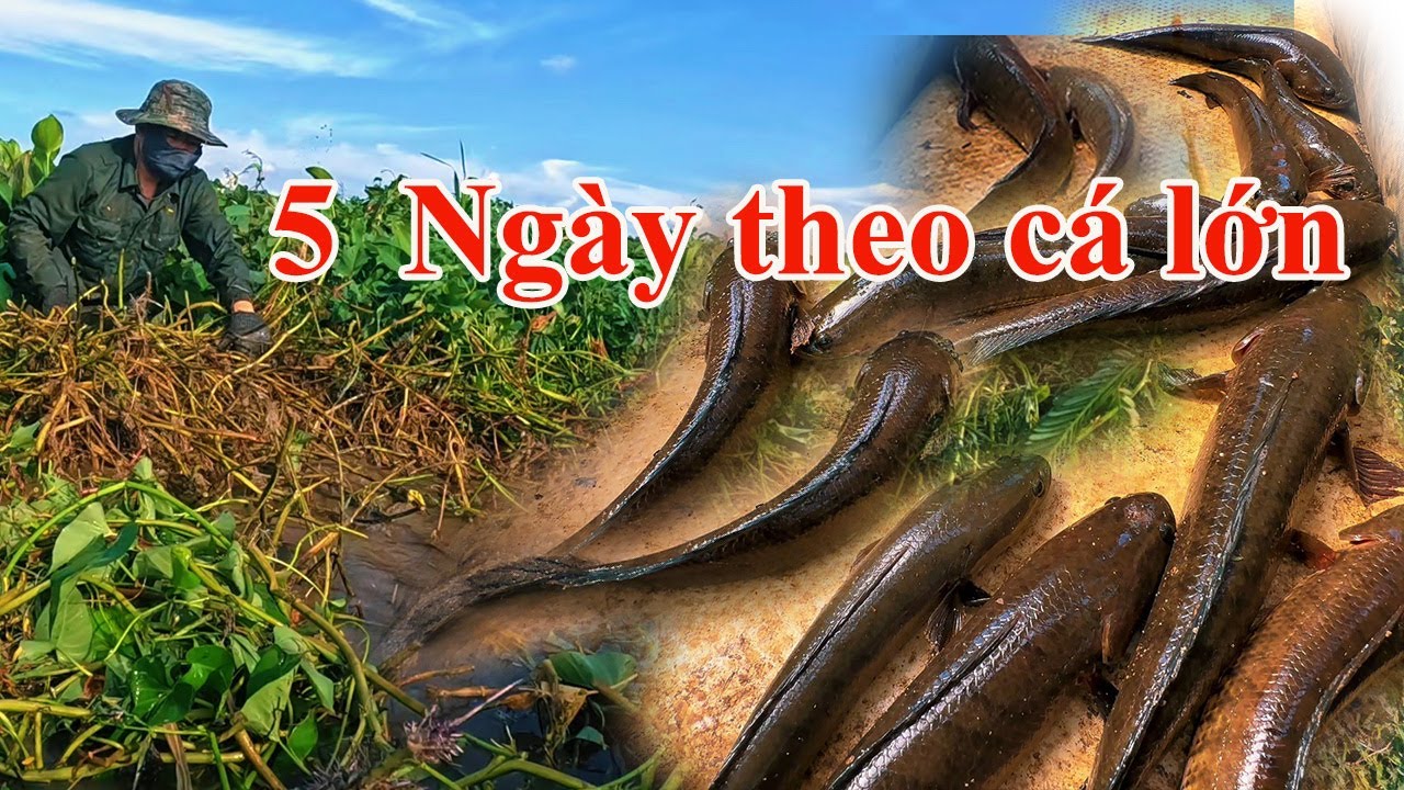 5 ngày lần theo đàn cá lớn bãi rau muống