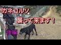 イタリアン・カネコルソ襲って来ます！(後編) Dog Rescue A&R