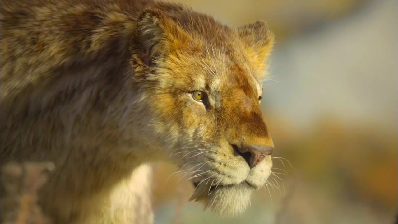 Prehistoric Planet Ice Age [2025] - Female Smilodon populator (Double ...