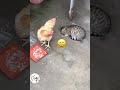 Funny Cat VS Her Chicken Friends Funny Cats Shorts Videos 😺🐔😂😂 -EPS759  #cuteanimalshare