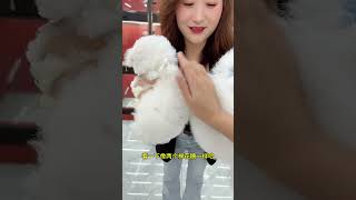 The Daily Record Of The Cute Little Bichon Frize Who Is Going To Shanghai And Malaysia Respectively