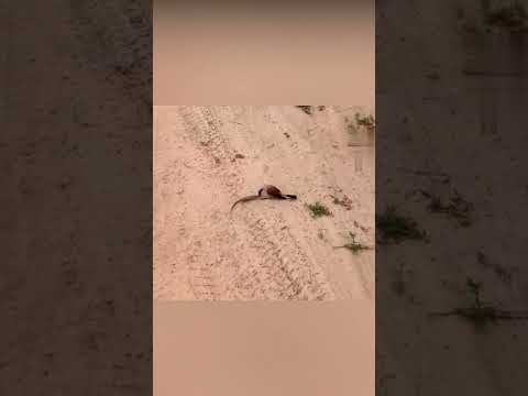 ¡Animales que se metieron con el oponente equivocado!