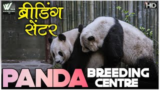 पांडा ब्रीडिंग सेंटर - Panda Breeding Center | World Documentary HD