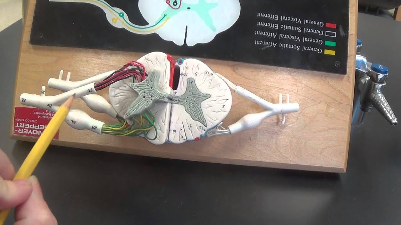 Spinal Cord Model