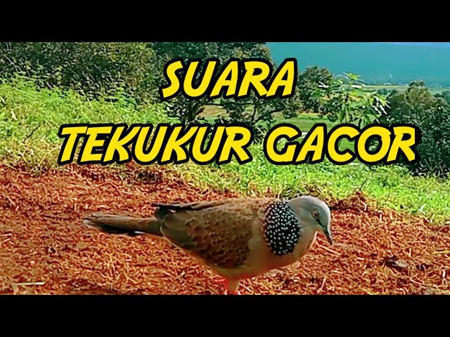 SUARA BURUNG TEKUKUR MANGGIL LAWAN class=