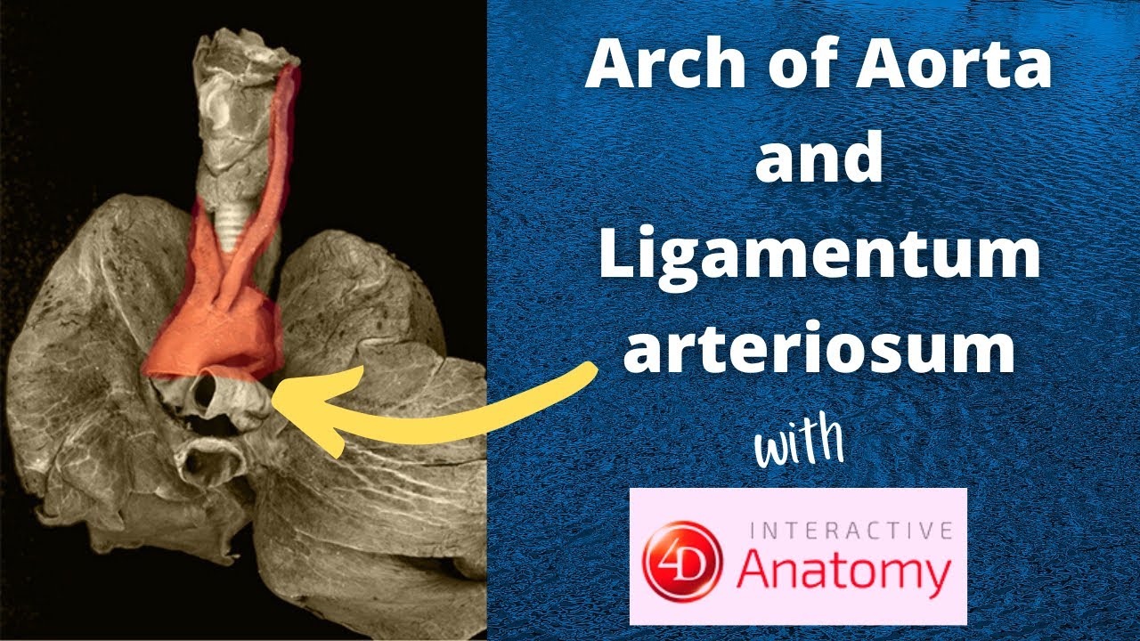 Arch of Aorta Branches Relations Ligamentum arteriosum Dr Doris