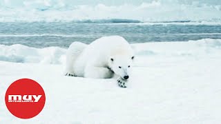 Los Osos Polares Podrían Extinguirse A Finales De Siglo