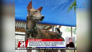 Pagkilala sa PHL forest dog o 'asonggubat' bilang opisyal na breed ng aso ng Pilipinas... | 24 Oras
