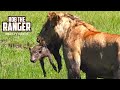Lions Dig Out A Baby Warthog | Maasai Mara Safari | Zebra Plains