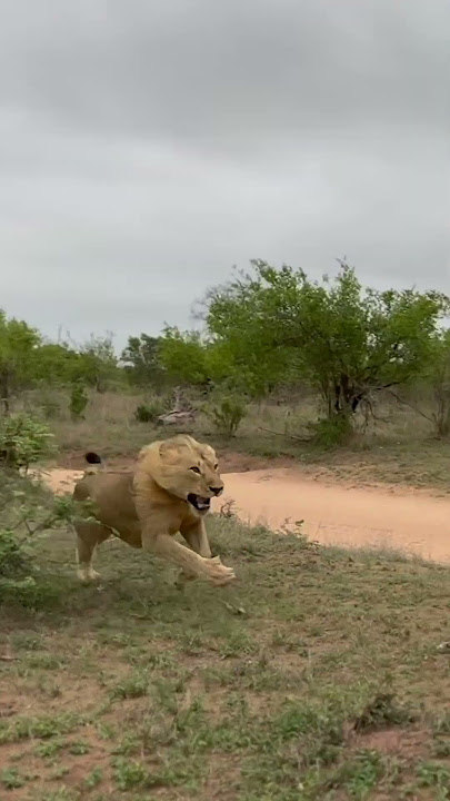 Dominant Lion Attacks Intruder!