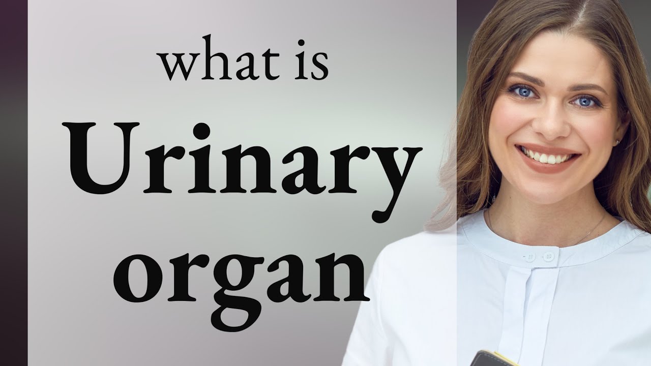 Urinary organ — what is URINARY ORGAN meaning YouTube