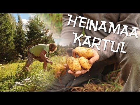 Video: Maalähedases Stiilis Kartul