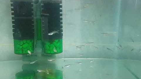 BỐNG CẦU VỒNG NẮNG VÀNG, LOÀI CÁ ĐẸP NHƯ CHÍNH CÁI TÊN CỦA NÓ