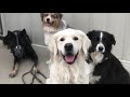Ukon | Rehab Board & Train | Valor K9 Academy -Spokane, WA Ukon | Rehab Board & Train | Valor K9 Academy -Spokane, WA