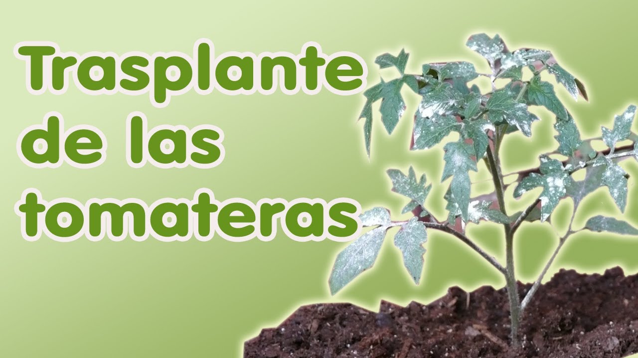 Siembra De Tomate Hidroponico Siembra De Tomate Hidroponico
