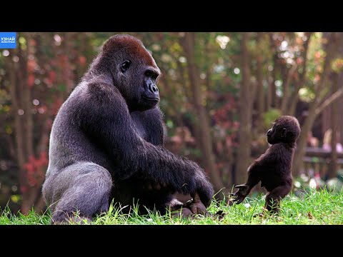 Video: Gorilla: fotografija, težina. Gdje žive gorile?