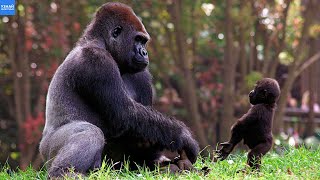 ГОРИЛЛЫ - добрые африканские гиганты и умные обезьяны!