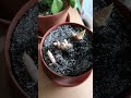 Szemölcsliliom sarjak - Haworthia Limifolia
