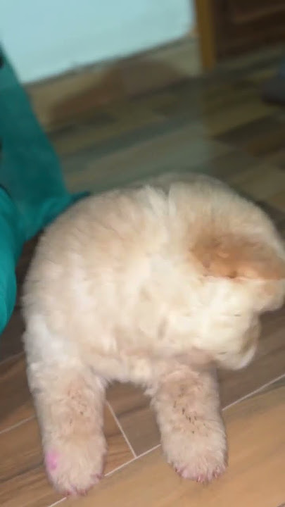 Dolly is here 🥱 #viral #trendingshorts #chowchowdog #trendingvideo #puppy