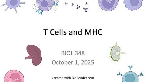 Immunology Fall 2025: Lecture 14 T cells and MHC