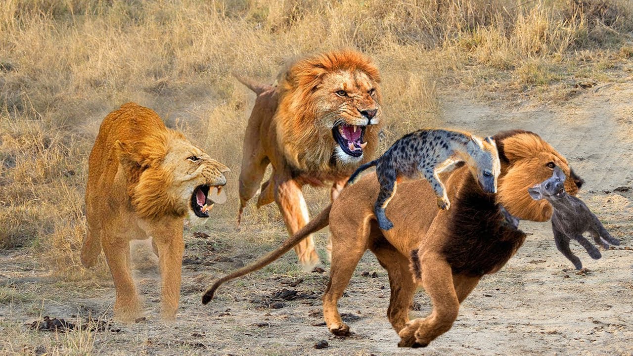  Male Lion Against His whole family To Save Hyena Weak, Can He Do It???