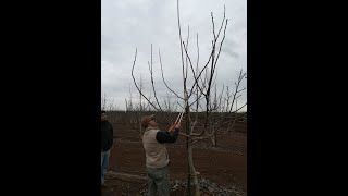 Proyecto Sostenibilidad Nogal - José Luis Henríquez (Universidad de Chile)