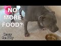 Pitbull Angry There's No More Food! Talks All About It!!