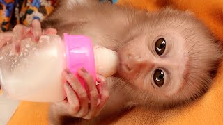 Cute Baby Monkey With Bottle Milk | Very Lovely Baby Screaming Her Drink Milk